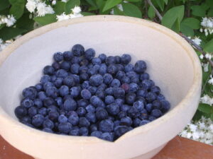 Blueberries