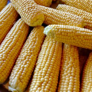 Fresh Corn