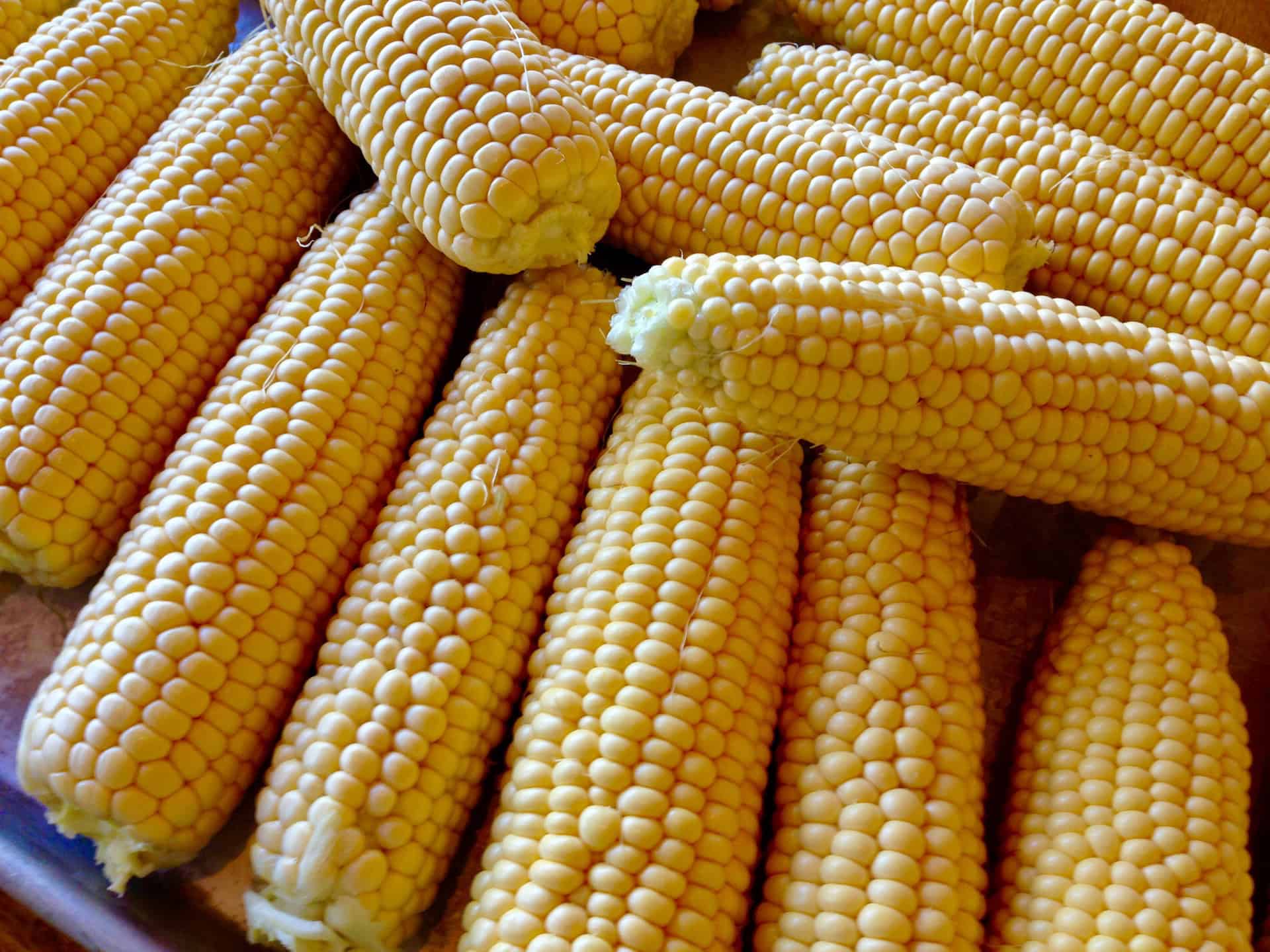 Fresh Corn