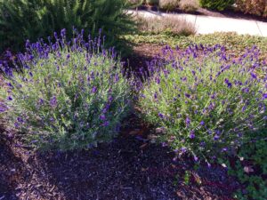 Lavender Plants